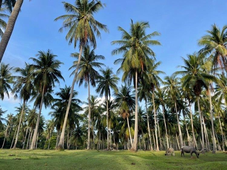 Coco Tropical Plalarn - Beach-Access Modern 3 Bedroom Garden Pool Villa in Maenam for Sale