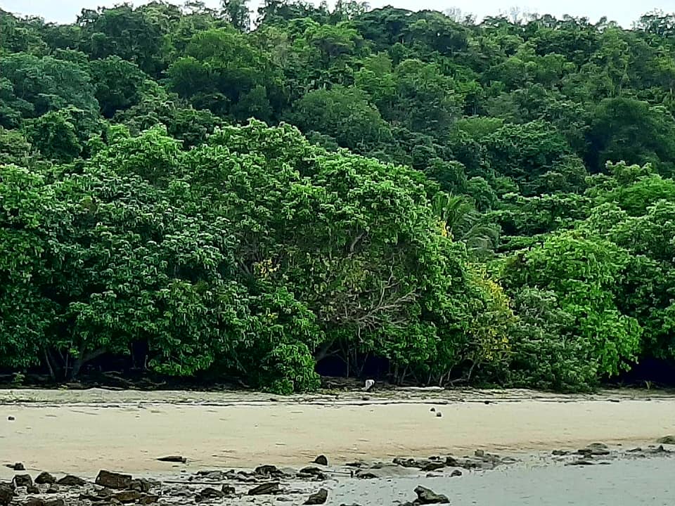 15 Rai beach front land with 300 meters beach front in Koh Tean