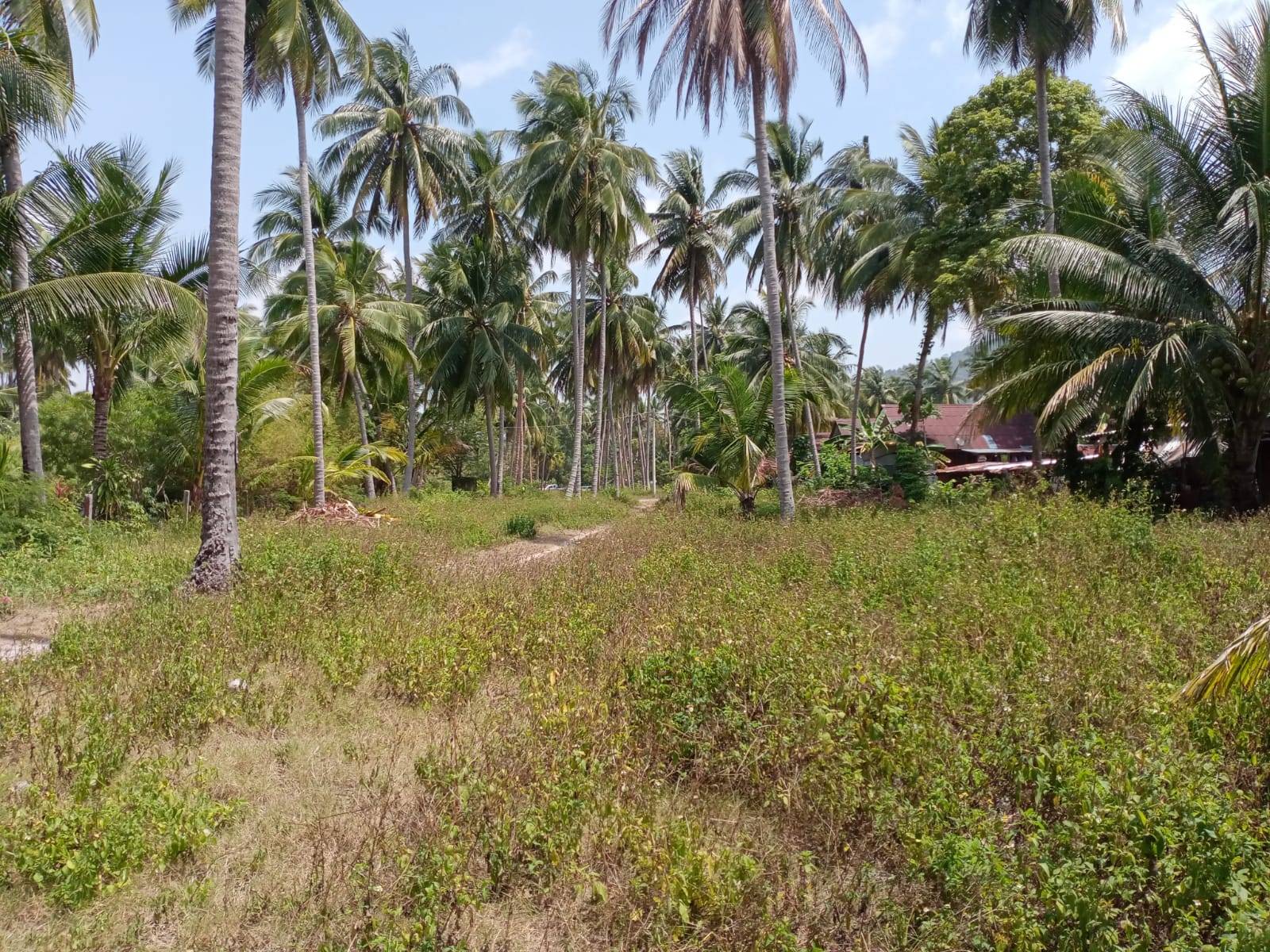 (SOLD) Beautiful Beach front Land for sale, Talingnam